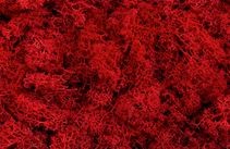Bianco e lichene rosso 